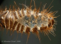 Anthrenus scrophulariae - Carpet Beetle