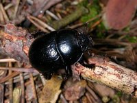 Anoplotrupes stercorosus