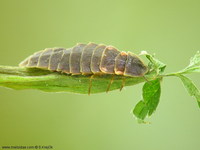 Lampyris noctiluca - Glow Worm