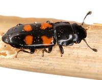 Glischrochilus quadripunctatus - European Bark Beetle Predator