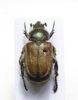 Anisoplia bromicola