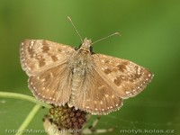 Erynnis tages - Dinky Skipper