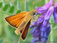 Thymelicus lineola - Essex Skipper