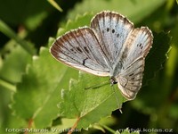 Maculinea telejus - Scarce Large Blue