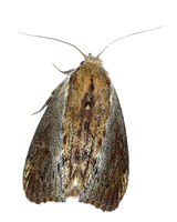 Galleria mellonella - Honeycomb Moth