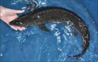 Pallid  Sturgeon