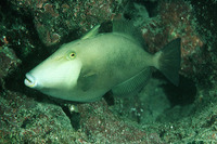 Sufflamen fraenatum, Masked triggerfish: fisheries, aquarium