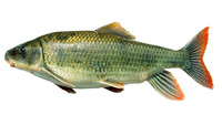 Moxostoma robustum, Smallfin redhorse: