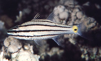 Cheilodipterus quinquelineatus, Five-lined cardinalfish: fisheries, aquarium