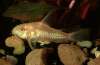 Corydoras blochi, Spotback corydoras: aquarium