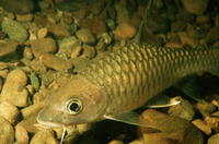 Tor tambroides, Thai mahseer: aquaculture