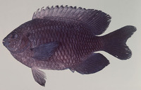 Pomacentrus agassizii, Creole damsel: