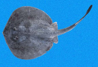 Urotrygon simulatrix, Fake round ray: