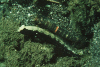 Cryptocentrus leucostictus, Saddled prawn-goby: