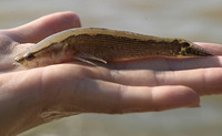 Bostrychus sinensis, Four-eyed sleeper: fisheries