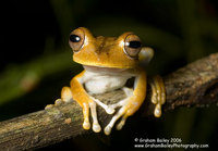 Convict Tree Frog - Hyla calcarata