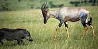 Image of: Damaliscus lunatus (topi), Phacochoerus africanus (common warthog)