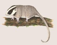 Image of: Distoechurus pennatus (feathertail possum)