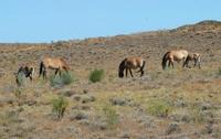 Image of: Equus caballus (horse), Equus caballus przewalskii (Przewalski's wild horse)