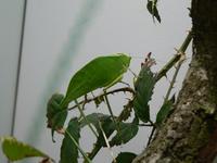 Stilpnochlora couloniana