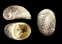 Theodoxus fluviatilis littoralis