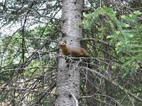 Image of: Martes americana (American marten)