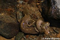 Calotriton asper - Pyrenean Brook Newt