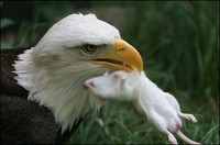 Haliaeetus leucocephalus - Bald Eagle