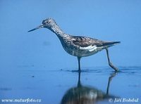 Tringa nebularia - Common Greenshank