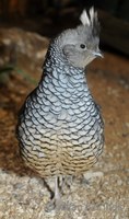 Callipepla squamata - Scaled Quail