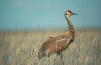 Grus canadensis - Mississippi Sandhill Crane