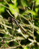 Image of: Libellula vibrans