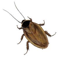 Image of: Pycnoscelus surinamensis (surinam cockroach)