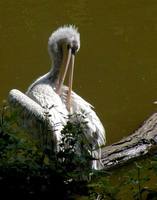 Pelecanus onocrotalus - Great White Pelican