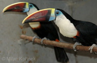 Ramphastos tucanus - Red-billed Toucan