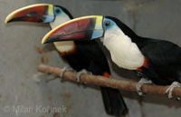 Ramphastos tucanus - Red-billed Toucan