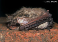 Plecotus austriacus - Grey Big-eared Bat