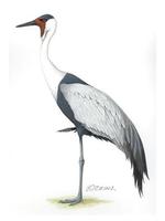 Image of: Bugeranus carunculatus (wattled crane)