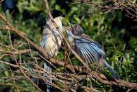 Image of: Cyanopica cyanus (azure-winged magpie)