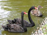 Image of: Cygnus atratus (black swan)