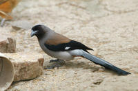 Image of: Dendrocitta formosae (gray treepie)