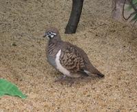 Image of: Geophaps scripta (squatter pigeon)