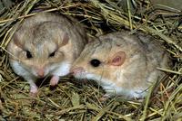 Pachyuromys duprasi - Fat-tailed Gerbil