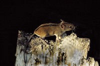 Apodemus agrarius - Striped Field Mouse