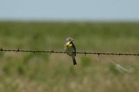 Image of: Spiza americana (dickcissel)