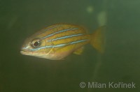 Lutjanus kasmira - Blue-banded Snapper