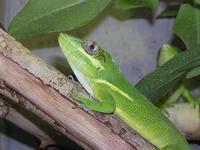 Anolis equestris - Knight Anole