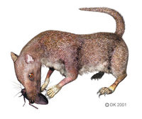 Morganucudon