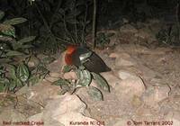 Red-necked Crake - Rallina tricolor