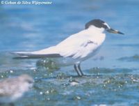 Little Tern - Sterna albifrons